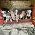 Top quality American Bullies