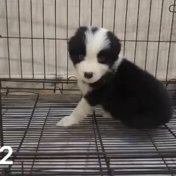 Border Collie Puppy For Sale (019 - 480 6689 Grace)