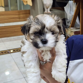 MALTESE PUPPIES