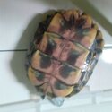 GREEN BIG TURTLE/KURA-KURA BESAR-0