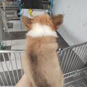Welsh Corgi Puppy For Sale @ Malaysia (019 - 480 6689 Grace) -1