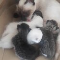 Siamese mom and 5 newborn kittens-2