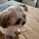 Shih tzu puppy for sale-1