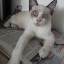 Snowshoe Siamese kitten-4