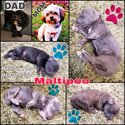 Maltipoo puppy -2