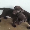 Labrador Puppy For Sale (019 - 480 6689 Grace)-0