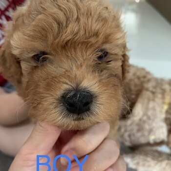Pure Cute Home Breed Toy Poodle