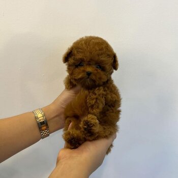 Pure toy poodle 