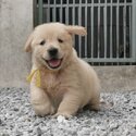 Golden Retriever Puppy For Sale (Imported lineage)（黄金猎犬 幼犬）(019 - 480 6689 Grace)