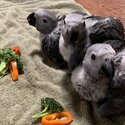 African grey parrots-2