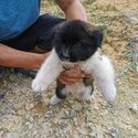 American Akita Puppy For Sale (019 - 480 6689 Grace)-2
