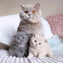 British shorthair Kittens