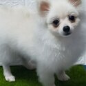 pomeranian-2