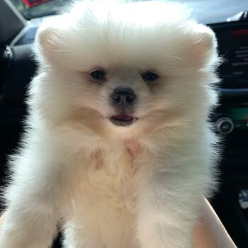 Pomeranian