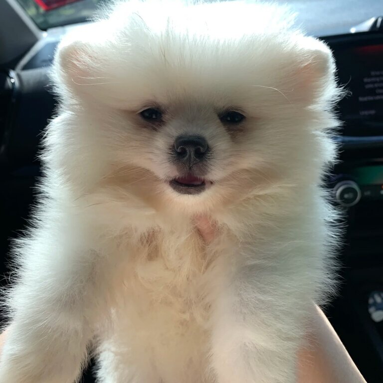 Pomeranian