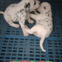 Dalmation Puppy For Sale Malaysia (019 - 480 6689 Grace)-0