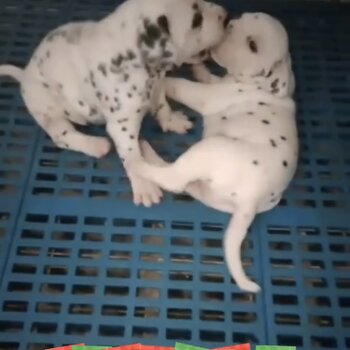 Dalmation Puppy For Sale Malaysia (019 - 480 6689 Grace)