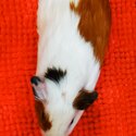 Guinea Pig | Tikus Belanda Brown+white-2