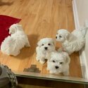 adorable maltese puppies for adoption-0