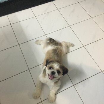 Shih Tzu for Adoption