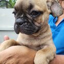 French bulldog cross fancypug -1