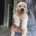 Golden Retriever Puppy For Sale (Imported lineage)（黄金猎犬 幼犬）(019 - 480 6689 Grace)