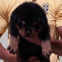 ROTTWEILER AVAILABLE FOR ADOPTION 