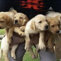 Labrador Puppy For Sale （拉布拉多 幼犬）(019 - 480 6689 Grace)