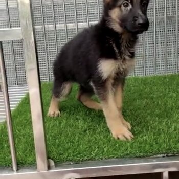 German Shepherd Puppy For Sale (Imported lineage)（德国牧羊犬 幼犬）(019 - 480 6689 Grace)