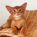 Abyssinian purebred kittens-0