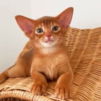 Abyssinian purebred kittens