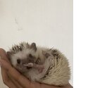 Cute Hedgie-4