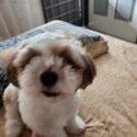 Shih tzu puppy for sale-2