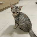 Bengal x Maine Coon x British Shorthair Mix Kittens For Sale-3