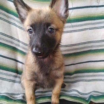 Puppies Belgium Malinois