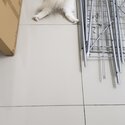 Persian Ragdoll cat to rehome-4
