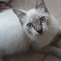 Long hair Lilac point Siamese kitten-2