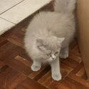 PERSIAN CAT FOR SALE (PURE BREED)-3