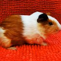 Guinea Pig | Tikus Belanda Brown+white-1