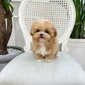 Maltipoo Premium Quality puppies |WHATSAPP ONLY +60102795317