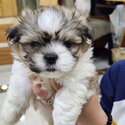 MALTESE PUPPIES-1