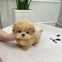 Maltipoo Premium Quality puppies |WHATSAPP ONLY +60102795317