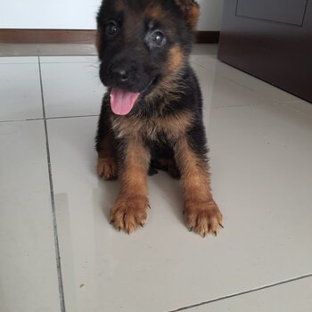 German shepherd puppies 