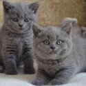  British Shorthair Kittens-2
