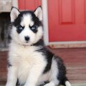 MKA reg. Blue Eyes Siberian Husky Puppies| WhatsApp +60183461300 