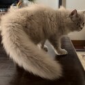 PERSIAN CAT FOR SALE (PURE BREED)-4