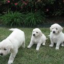 Golden retriever puppies| WHATSAPP 01117225019-1