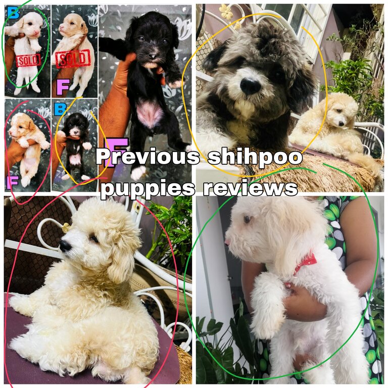 Shihpoo puppies 