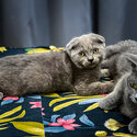 Male Scottish Fold for Sell -1