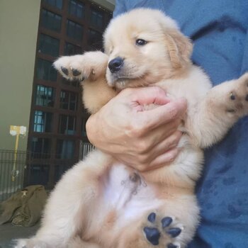 Golden Retriever Puppy For Sale (Imported lineage)（黄金猎犬 幼犬）)(019 - 480 6689 Grace)